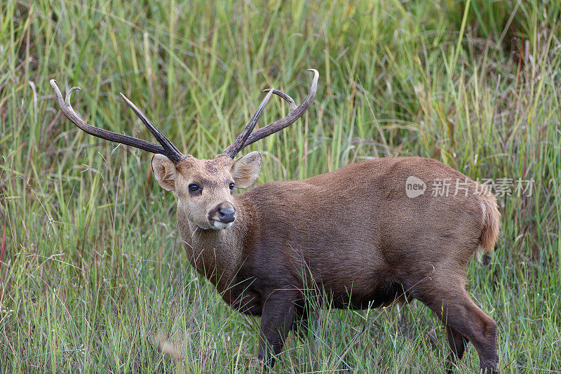 动物:成年雄性棕角鹿，又称坡鹿，或thamin (Rucervus eldii或Panolia eldii)。